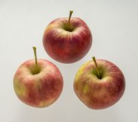Elstar æbler 2018